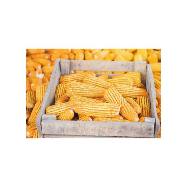 Yellow & White Maize